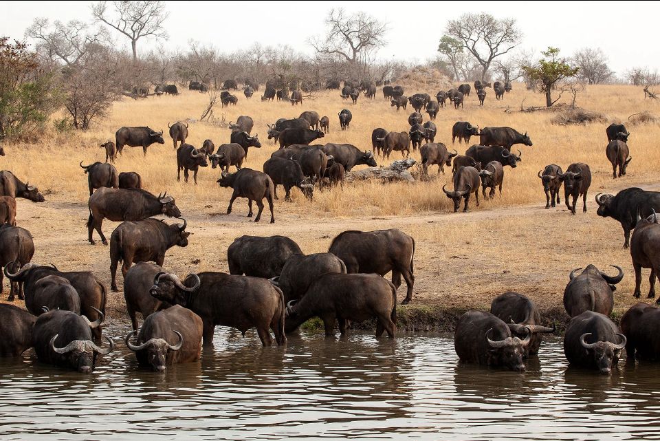 Community-Led Buffalo Restoration