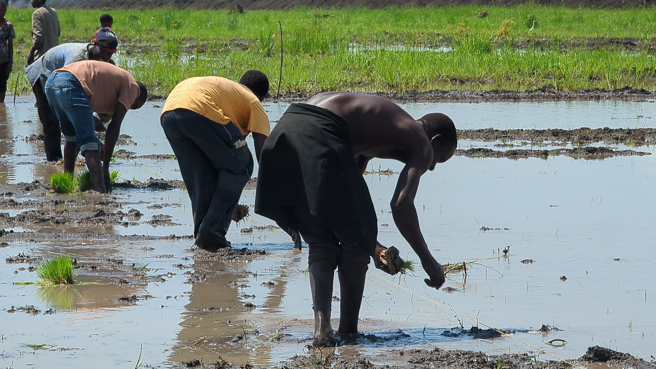 Youth Agricultural & Environmental Initiative