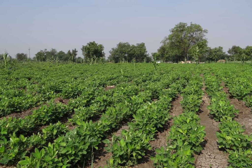 Groundnut Entrepreneurship Initiative