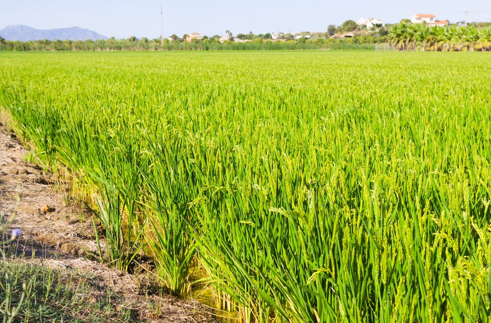 Sustainable Rice Farming Initiative