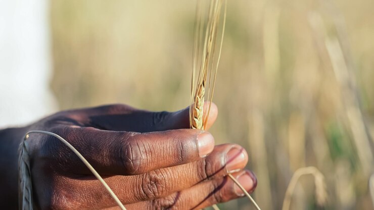 Sustainable Wheat Farming Initiative